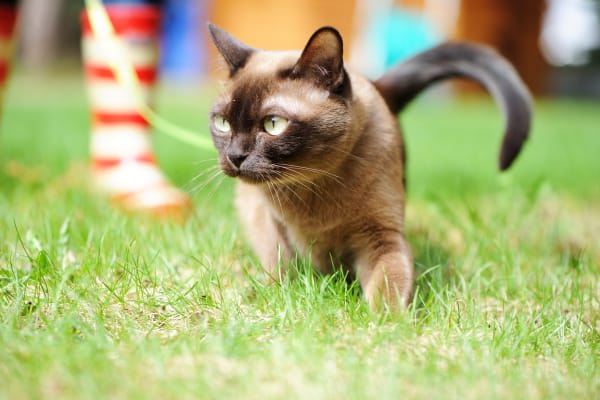 Burmese, Westfield Vets