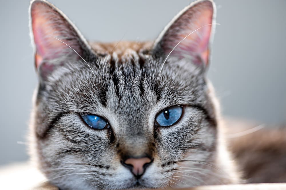 Cataracts in Cats, Westfield Vets