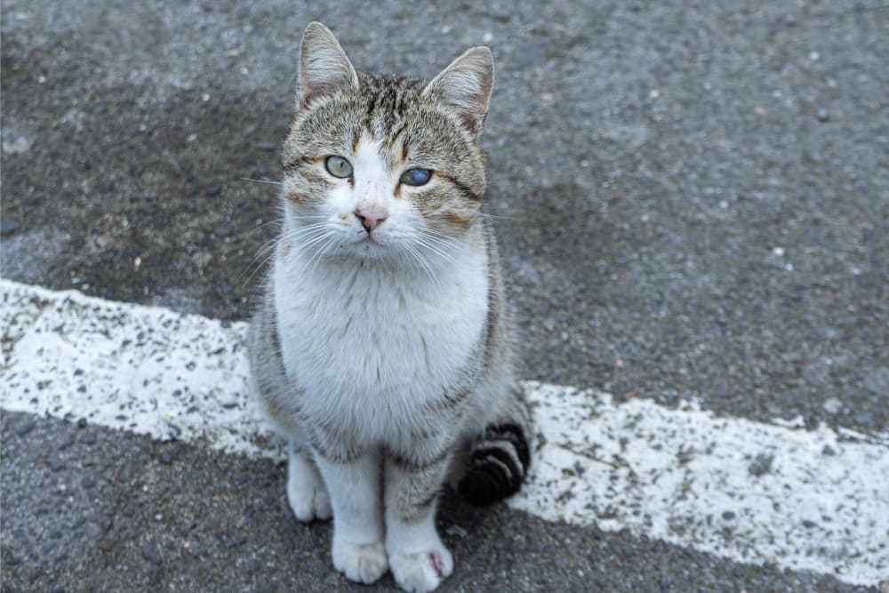 Cataracts in Cats, Westfield Vets