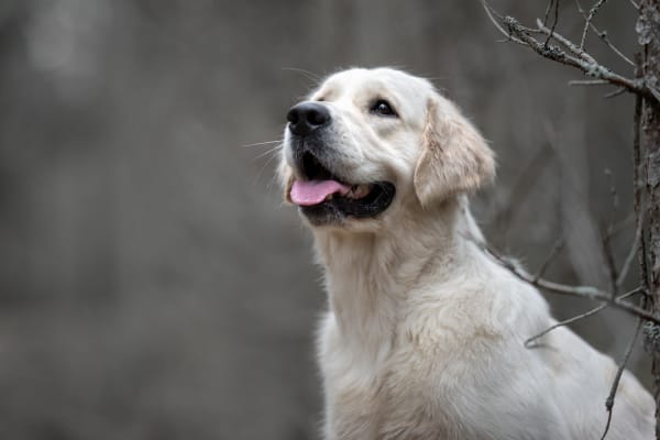 Best Family Dogs, Westfield Vets