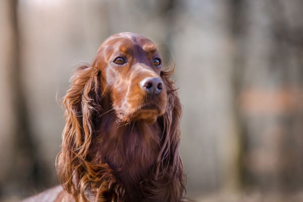 Best Family Dogs, Westfield Vets