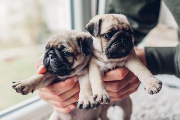 Best Family Dogs, Westfield Vets