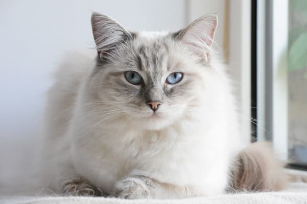 Ragdoll, Westfield Vets