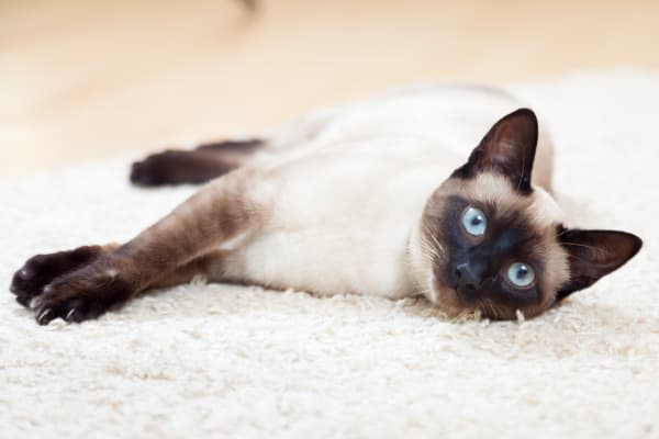 Siamese, Westfield Vets