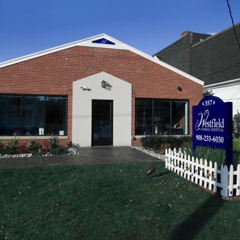 Westfield Animal Hospital in Westfield