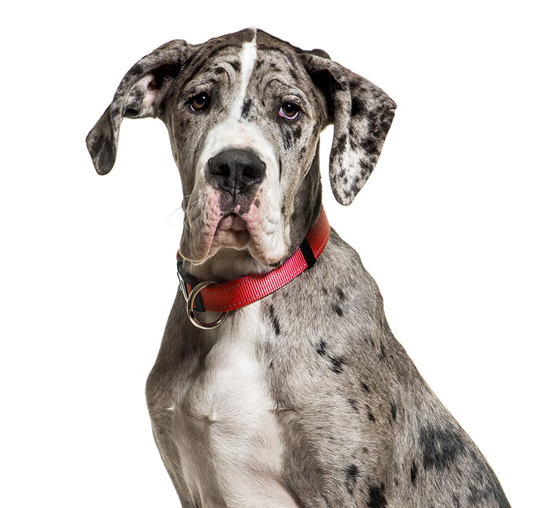 Giant Dogs, Westfield Animal Hospital